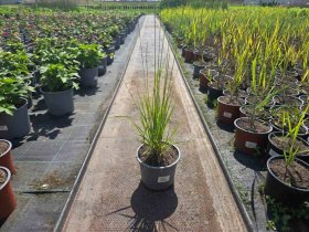 Žolinis augalas, melvenė, vazonėlio skersmuo 15 cm.