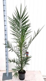 Daugiametis augalas, finikas kanarinis, vazonėlio skersmuo 27 cm.
