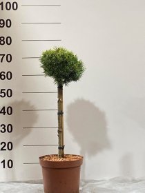 Spygliuotis, pušis "Kostelnicek", ant stiebo, vazonėlio skersmuo 17 cm.