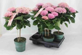 Dekoratyvinis krūmas, didžialapė hortenzija, ant stiebo, rožinės sp., vazonėlio skersmuo 14 cm.