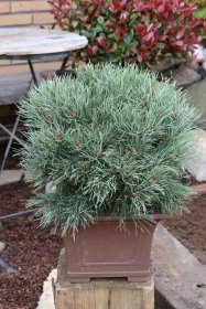 Spygliuotis, pušis paprastoji "Watereri", vazonas 15 l.