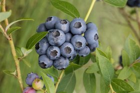 Vaiskrūmis, šilauogė aukštoji "Elizabeth", vazonas 2 l.