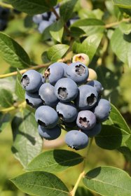 Vaiskrūmis, šilauogė aukštoji "North Country", vazonas 2 l.