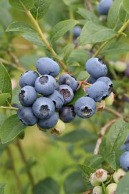 Vaiskrūmis, šilauogė aukštoji "Sierra", vazonas 2 l.