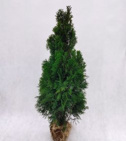 Spygliuotis, tuja vakarinė "Smaragd", aukštis 100 cm., kelta iš grunto, vazonėlio skersmuo 20 cm.