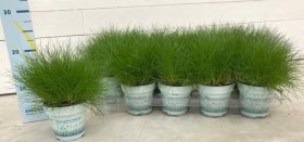 Žolinis augalas, eraičinas "Amigreen", vazonėlio skersmuo 11 cm.