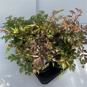 Daugiametė gėlė, astilbė, vazono skersmuo 17 cm.