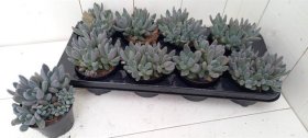 Kambarinis augalas, bukalapis "Storenis", vazonėlio skersmuo 11 cm.