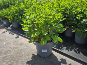 Daugiametė gėlė, astras, vazonėlio skersmuo 19 cm.