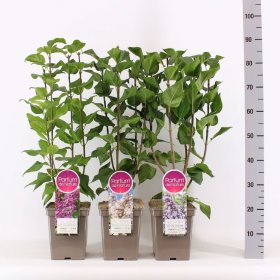Dekoratyvinis krūmas, alyva paprastoji, aukštis 50-70 cm., vazonas 5 l.