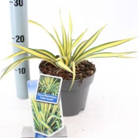 Žolinis augalas, pluoštinė juka "Color Guard", vazonėlio skersmuo 17 cm.