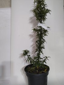 Dekoratyvinis krūmas, bugienis dygialapis "Heckenzwerg", vazonas 2 l.