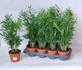 Kambarinis augalas, chamedorėja grakščioji, vazonėlio skersmuo 14 cm.