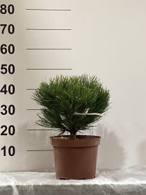 Spygliuotis, pušis "Hornibrookiana", vazonėlio skersmuo 22 cm.