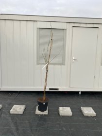 Dekoratyvinis medis, magnolija "Heaven Scent", vazonėlio skersmuo 30 cm.