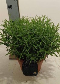 Daugiametė gėlė, levanda "Munstead", vazonėlio skersmuo 23 cm.