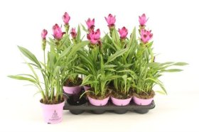 Kambarinis augalas, ciberžolė (curcuma), vazonėlio skersmuo 14 cm.