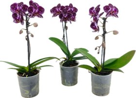 Kambarinis augalas, orchidėja, įvairios, vazonėlio skersmuo 9 cm.