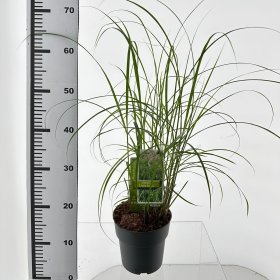 Žolinis augalas, miskantas "Little Zebra", vazonėlio skersmuo 19 cm.