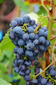 Vaiskrūmis, vynuogė, įvairios veislės, vazonėlio skersmuo 9 cm.