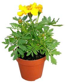 Vienmetė gėlė, stambiažiedis serentis, vazonėlio skersmuo 10 cm.