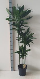 Kambarinis augalas, dracena "Linda", vazonėlio skersmuo 24 cm.