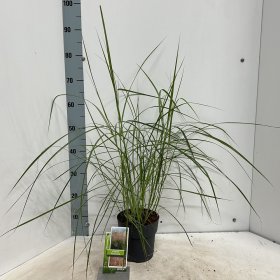 Žolinis augalas, miskantas "Pink Claud", vazonėlio skersmuo 17 cm.