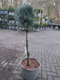 Spygliuotis, pušis paprastoji "Fastigiata", aukštis 100-125 cm., vazonas 25 l.