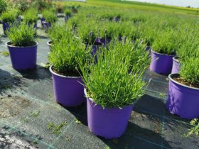Daugiametė gėlė, levanda, vazonėlio skersmuo 17 cm.