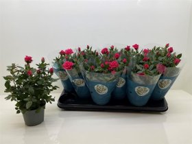 Kambarinis augalas, roželė "Tunesia Star", vazono skersmuo 11 cm.