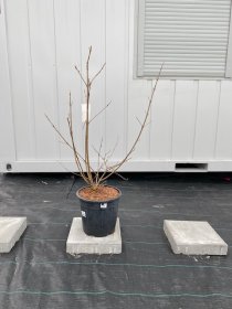 Dekoratyvinis krūmas, vaisuolė azijinė, vazonėlio skersmuo 27 cm.