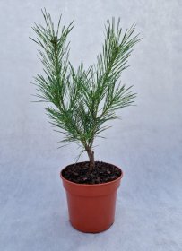 Spygliuotis, pušis hondinė "Oculus-Draconis", vazonėlio skersmuo 20 cm.