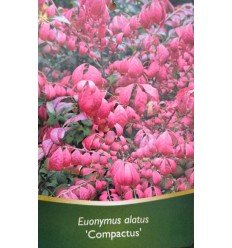 Dekoratyvinis krūmas, ožekšnis sparnuotasis, aukštis 50 cm., vazonas 5 l.