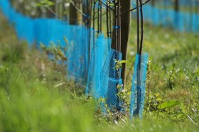 Apsauga medeliams nuo smulkių graužikų NORTENE BUCK, aukštis 60 cm, akis 10x10 mm, 38 g/m, skersmuo 140 mm, mėlynos spalvos