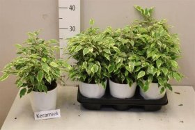 Kambarinis augalas, lapiniai augalai, įvairūs, vazonėlio skersmuo 12 cm.