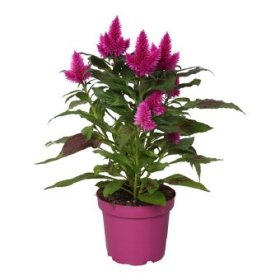 Vienmetė gėlė, celiozija "Deep Purple", vazonėlio skersmuo 12 cm.