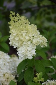 Dekoratyvinis krūmas, šluotelinė hortenzija "Bobo", vazonėlio skersmuo 9 cm.