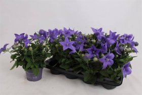 Daugiametė gėlė, plačiavarpis, mėlynos sp., vazonėlio skersmuo 13 cm.