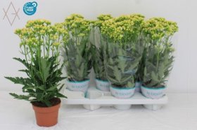 Kambarinis augalas, kalankė "Sunny White", vazonėlio skersmuo 14 cm.