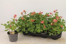 Daugiametė gėlė, sinavadas, vazonėlio skersmuo 13 cm.