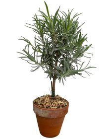 Daugiametė gėlė, levanda, ant stiebo, keraminiame vazonėlyje, vazonėlio skersmuo 11 cm.