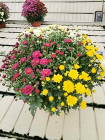 Vienmetė gėlė, chrizantema (trispalvė), dubenėlio skersmuo 19 cm.