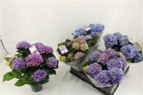 Dekoratyvinis krūmas, didžialapė hortenzija "Evolution", vazonėlio skersmuo 14 cm.