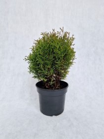 Spygliuotis, tuja vakarinė "Hoseri", vazonėlio skersmuo 19 cm.