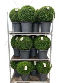 Dekoratyvinis krūmas, buksmedis paprastasis, apvalus, aukštis 55-60 cm., vazonėlio skersmuo 40 cm.