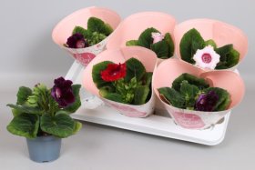 Kambarinis augalas, gloksinija, vazonėlio skersmuo 13 cm.