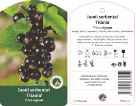 Vaiskrūmis, serbentas TITANIJA, juodasis (07 mėn)