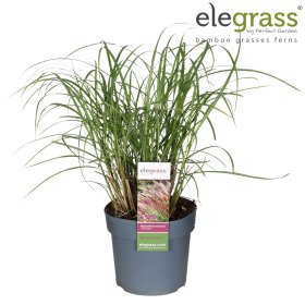 Žolinis augalas, miskantas "Red Chief", vazonėlio skersmuo 19 cm.