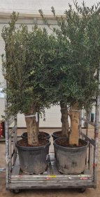 Dekoratyvinis krūmas, alyvmedis "Europaea", vazonėlio skersmuo 55 cm.