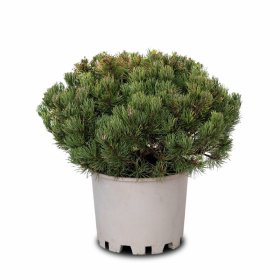 Spygliuotis, pušis kalninė "Carsten's Wintergold", aukštis 70-80 cm., vazonas 25 l.